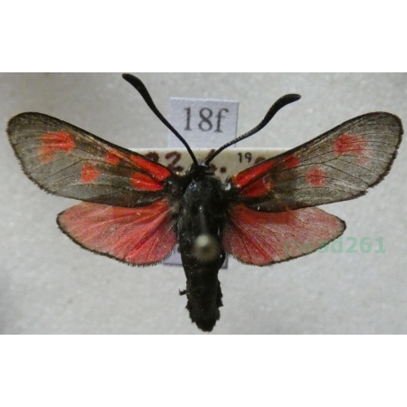 Zygaena filipendulae (Linnaeus, 1758) Kraśnik sześcioplamek Czech18f